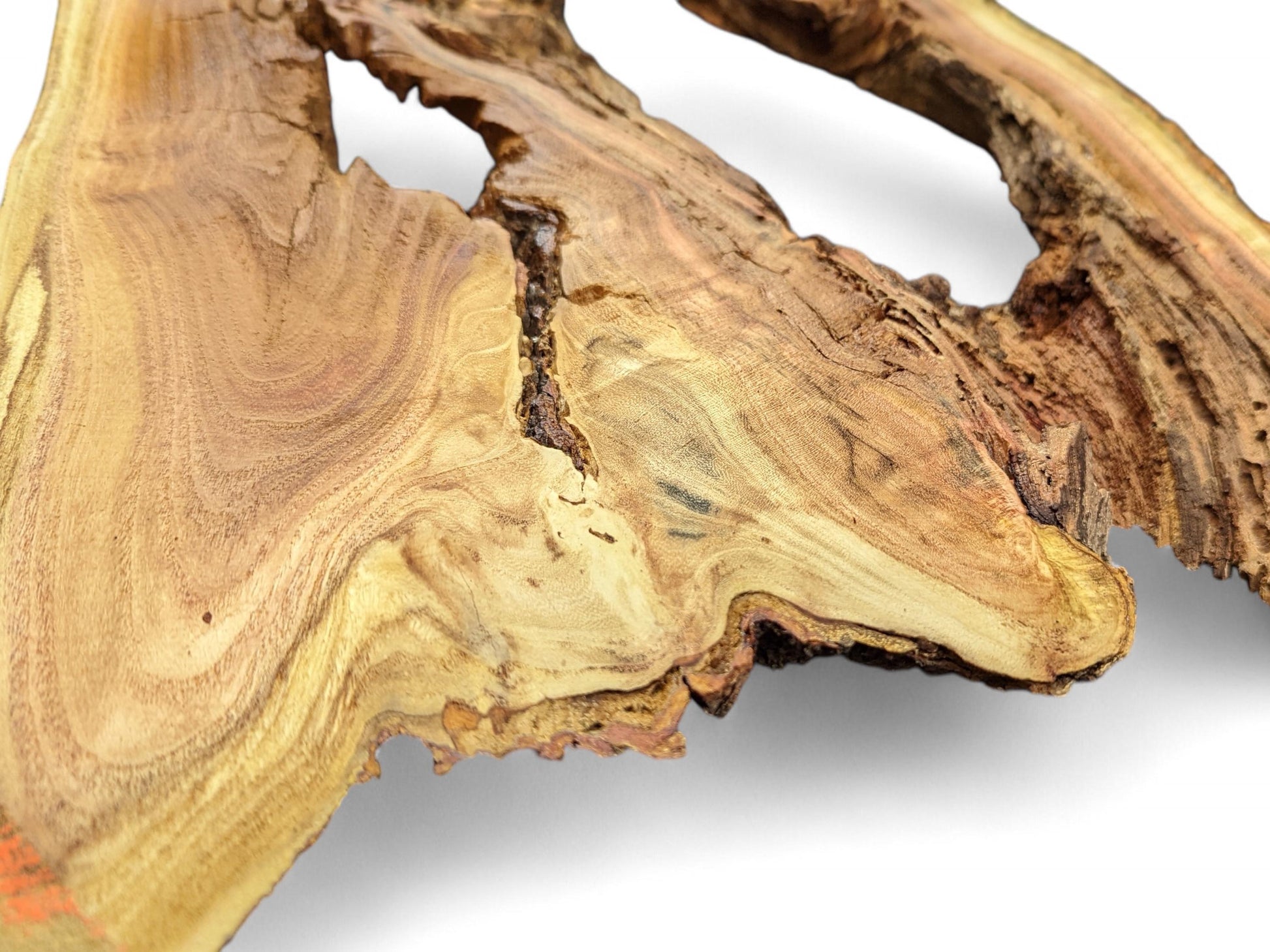 Close-up of irregular light brown honey locust root slice with prominent wavy grain, natural voids, and bark.