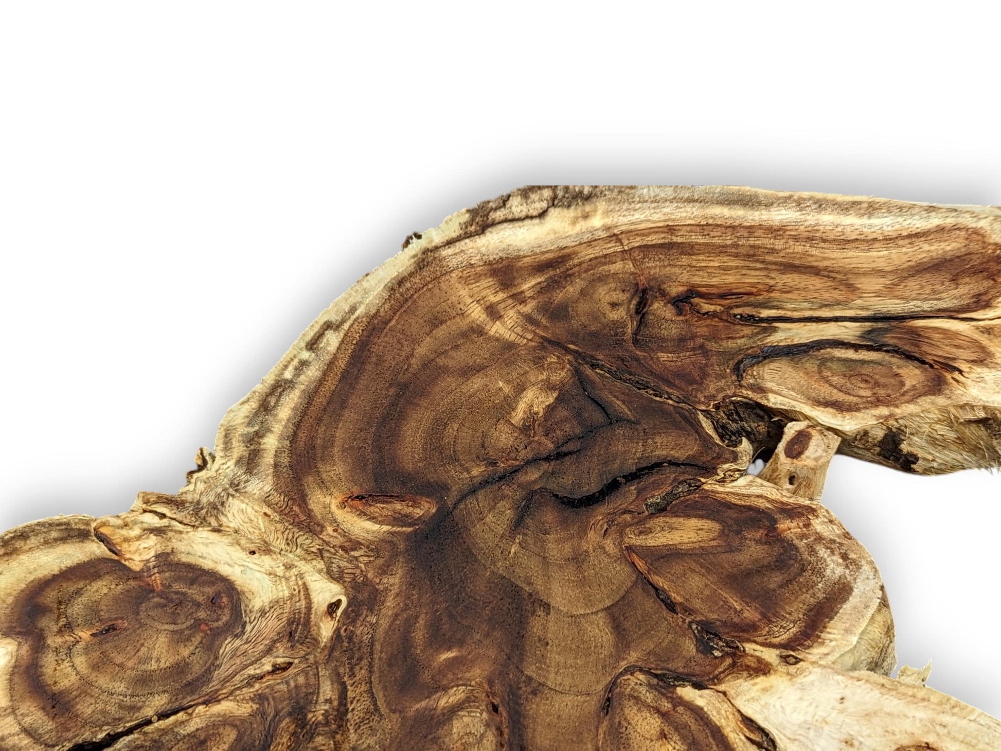 Close-up of an irregular live edge wood root slice with varied brown tones and complex natural grain.