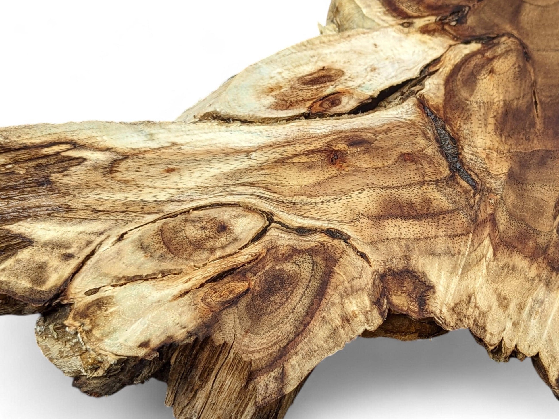 Section of a light brown irregular wood root slice, showcasing prominent dark grain patterns and organic texture.