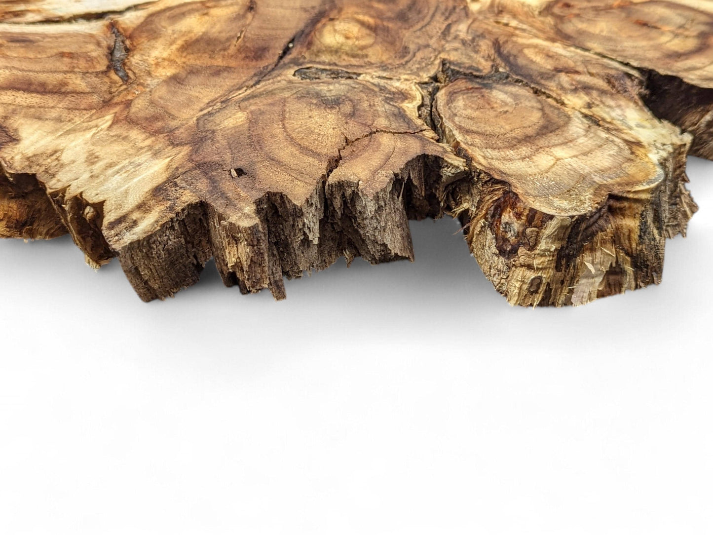 Irregular hard wood root slice featuring varied brown tones, rough live edges, and intricate grain patterns.