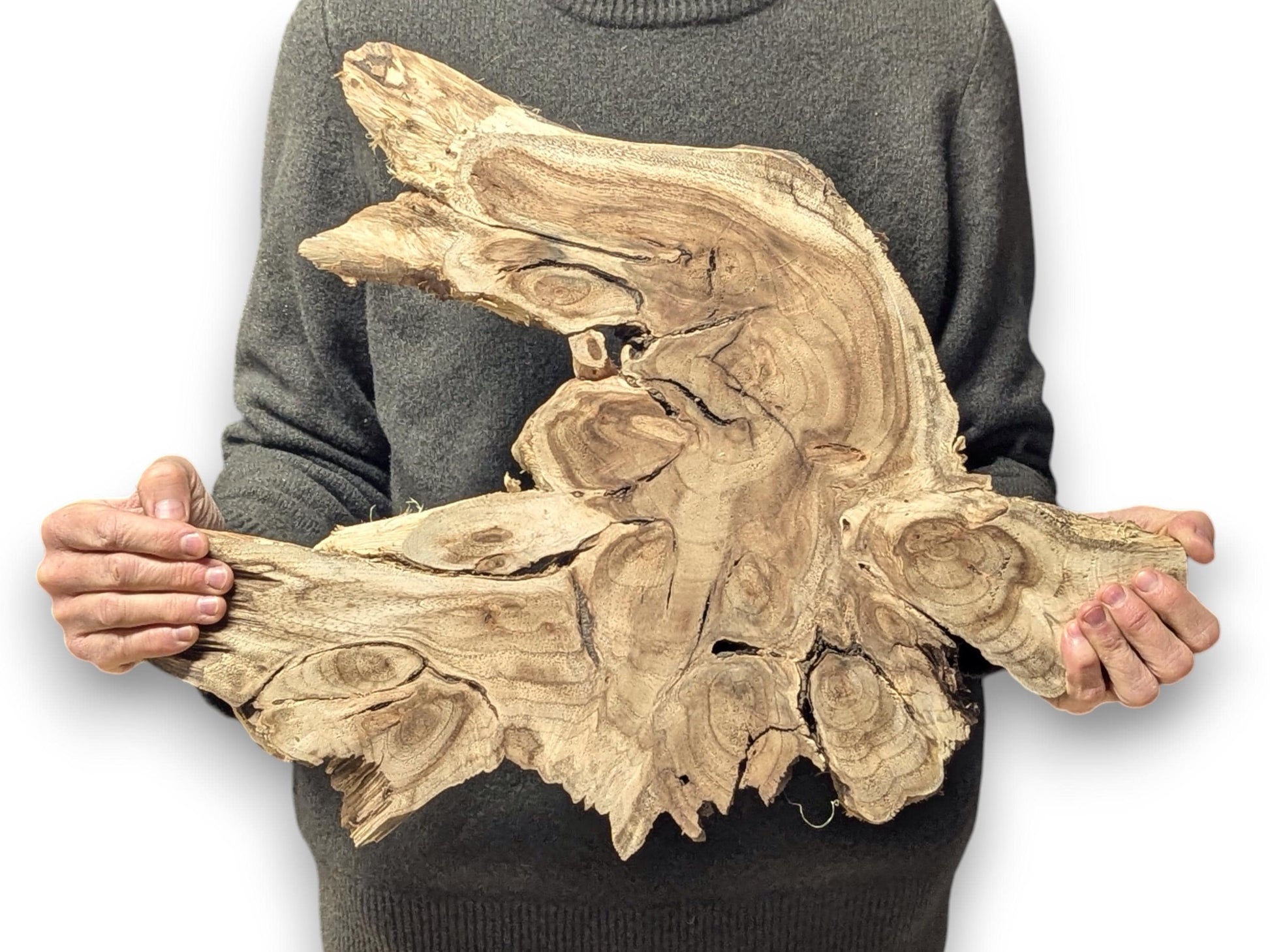 Person holding a large, light brown, irregularly shaped live edge wood root slice with distinct grain.