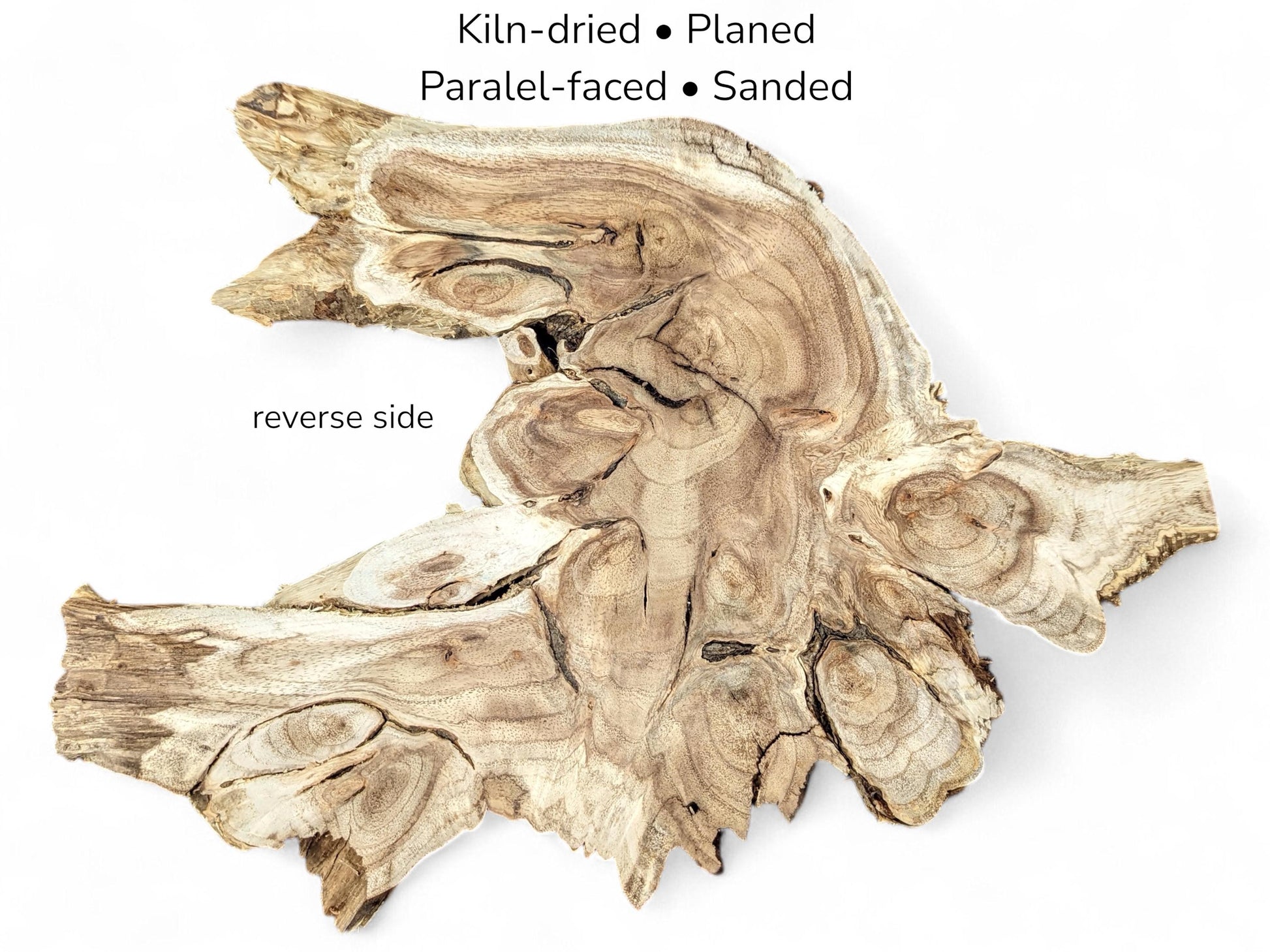 Image showing an irregular light brown wood root slice reverse side, with text detailing its preparation.