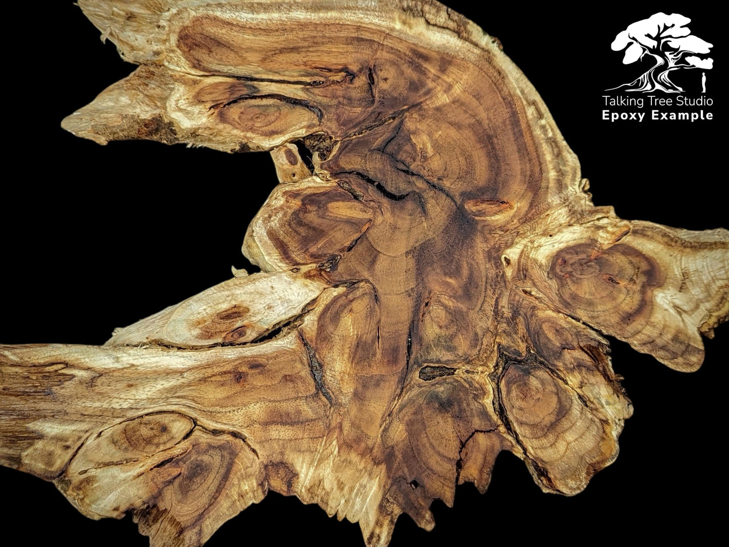 Complex brown live edge wood root slice displaying natural grain patterns; includes Talking Tree Studio logo and text.