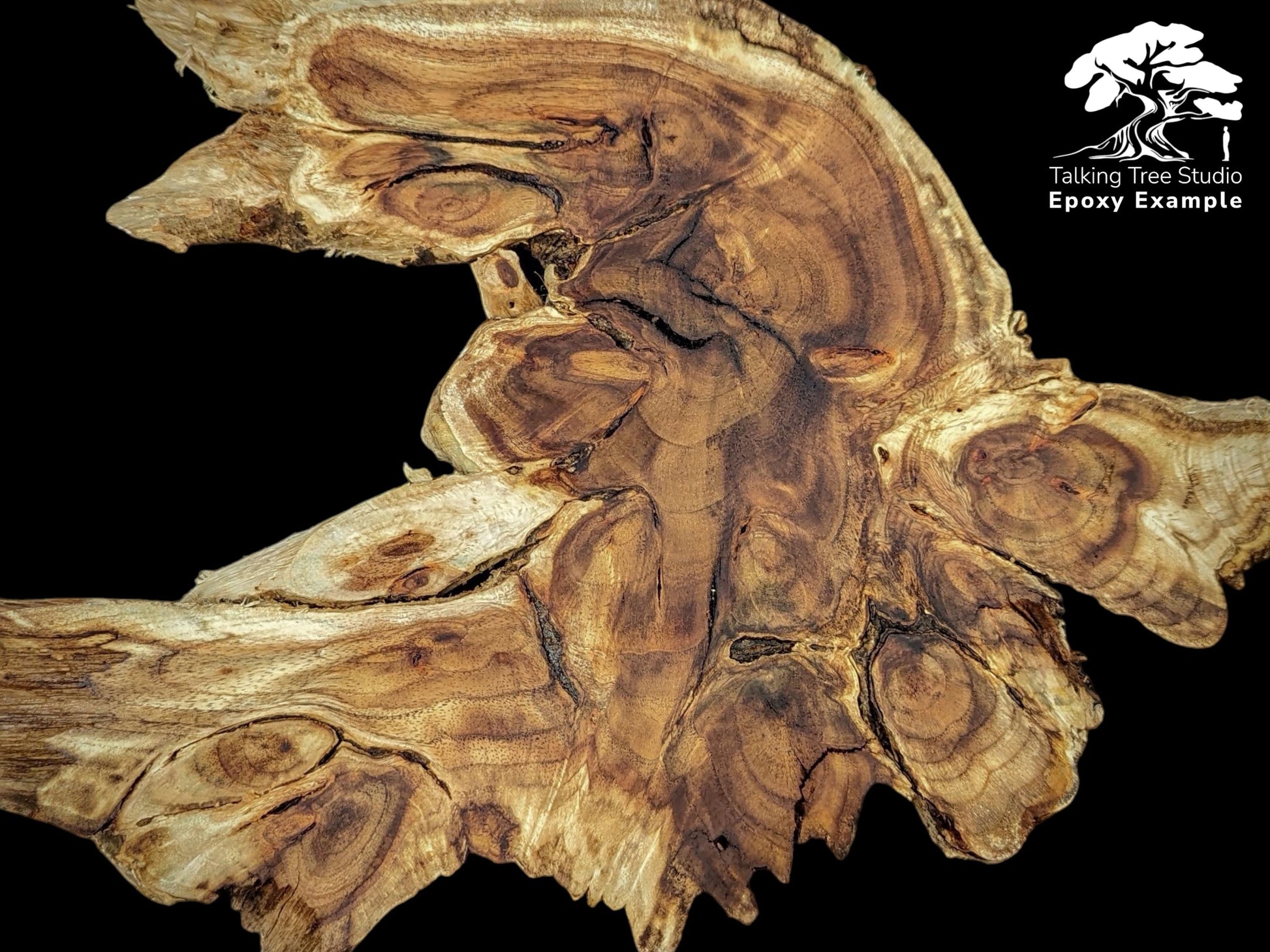 Complex brown live edge wood root slice displaying natural grain patterns; includes Talking Tree Studio logo and text.