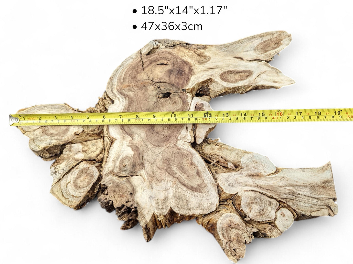 Light-colored, gnarled wood root slice with distinct grain patterns, measured by a yellow tape.