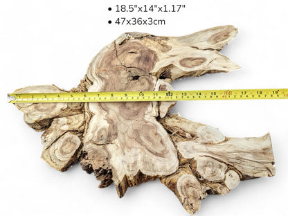 Light-colored, gnarled wood root slice with distinct grain patterns, measured by a yellow tape.