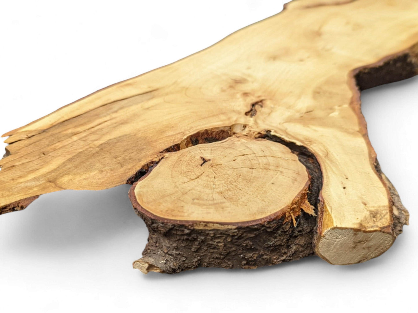 Irregular linden root wood slice with smooth light wood, rough bark edges, and visible growth rings.