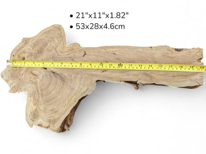 English walnut root slice, light brown with dark swirling grain. A yellow tape measure shows listed dimensions.