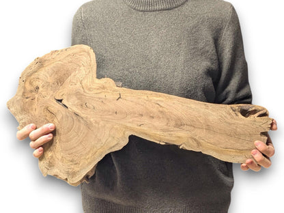 Person holds a large, irregular English walnut root slice with light brown color and distinct wood grain.