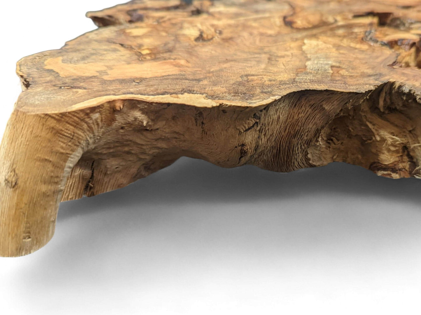 Irregular, multi-toned hazel root wood slice, displaying a smooth top surface and gnarled, textured underside.