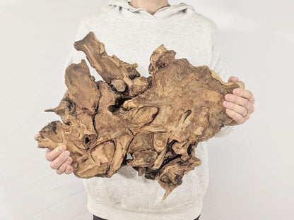 Hands present a gnarled hazel root wood slice, exhibiting varied brown shades and natural, textured edges.