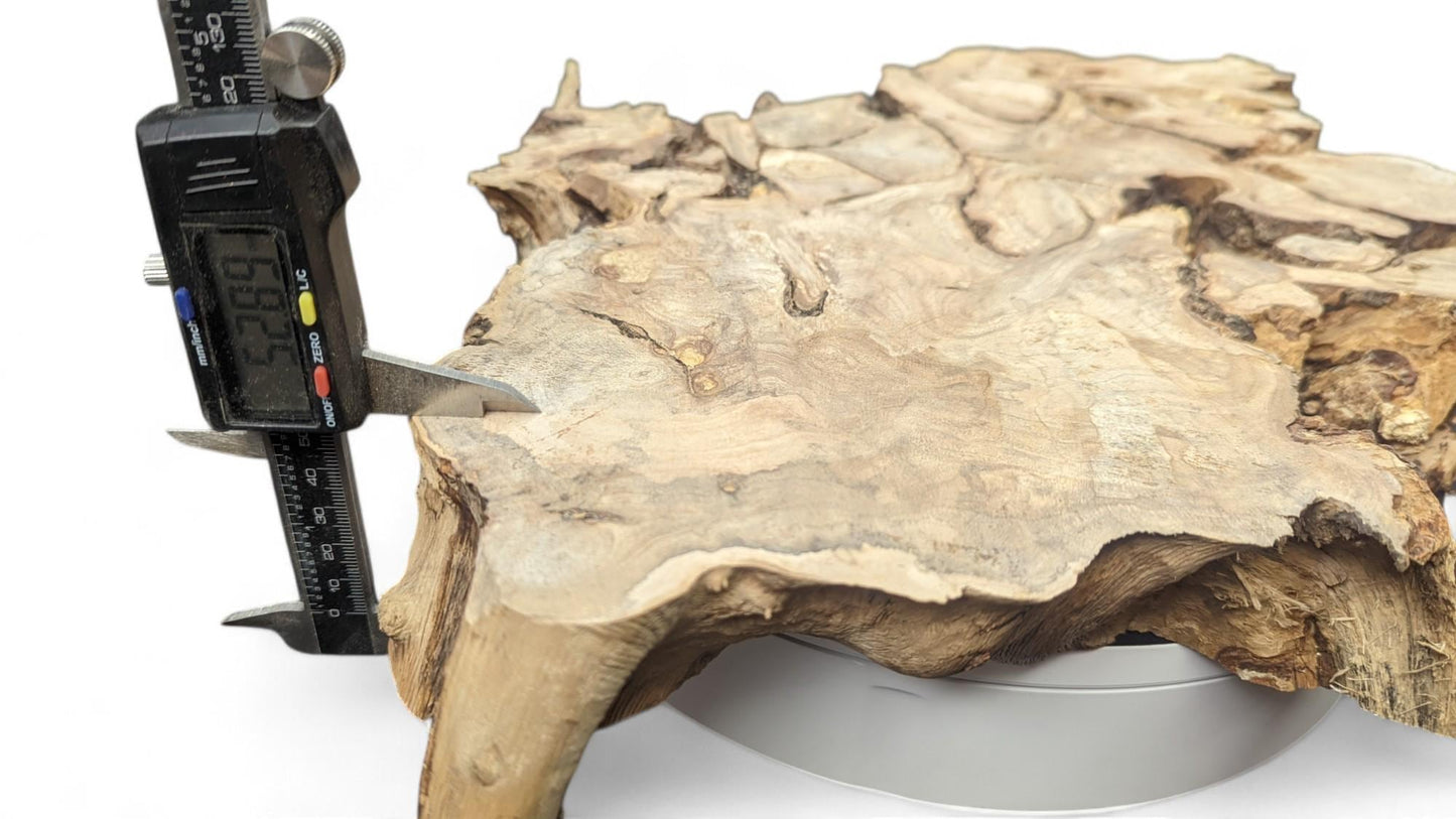 Digital caliper measures a gnarled, irregular light-brown hazel root wood slice, displaying "52.89".