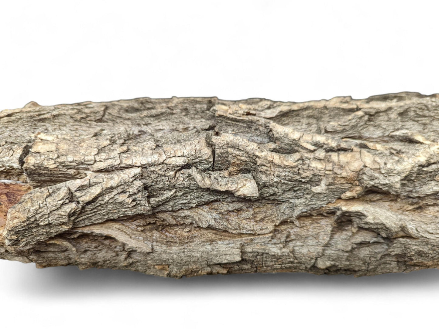 A horizontal piece of gray-brown wood bark with deep cracks and a rugged texture, on white.