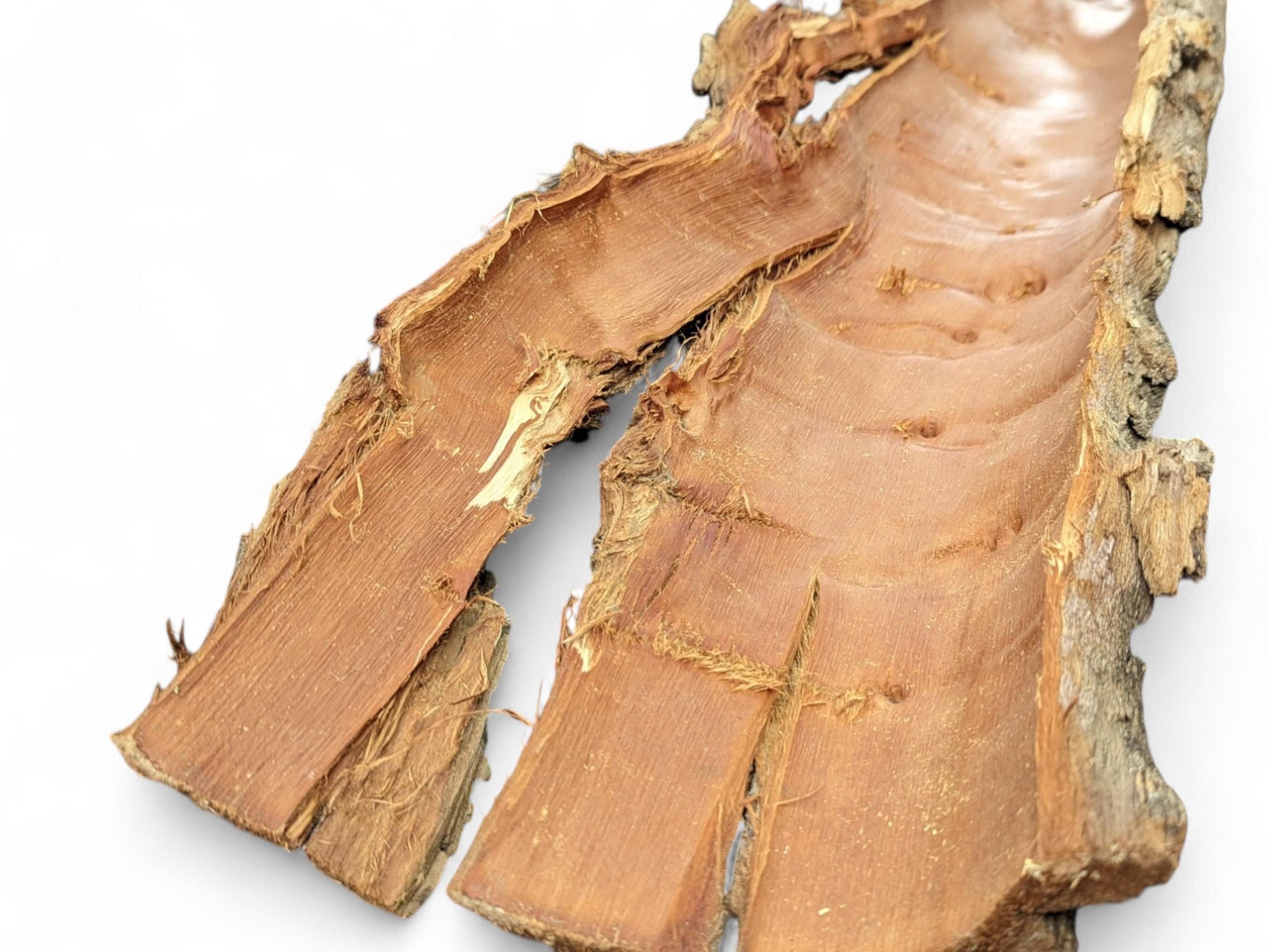 Untreated wood bark piece, curved, revealing a smooth reddish-brown interior and rugged gray-brown exterior.