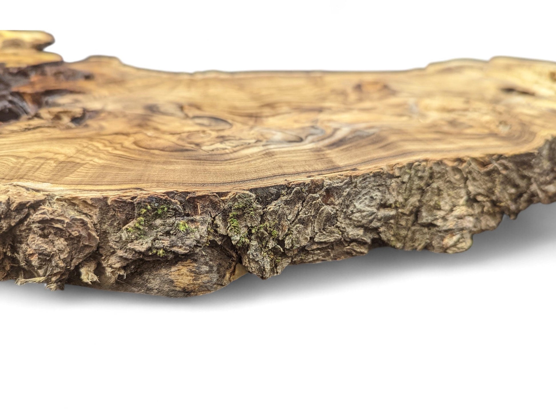 Detailed irregular Japanese Pagoda root slice, displaying prominent grain and textured bark with moss.