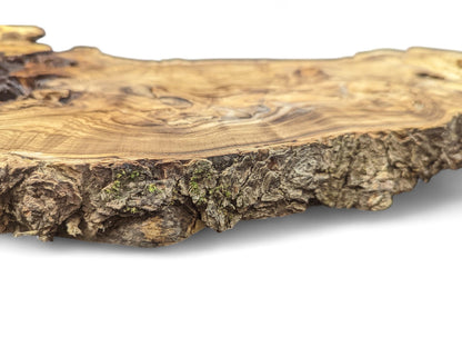 Detailed irregular Japanese Pagoda root slice, displaying prominent grain and textured bark with moss.
