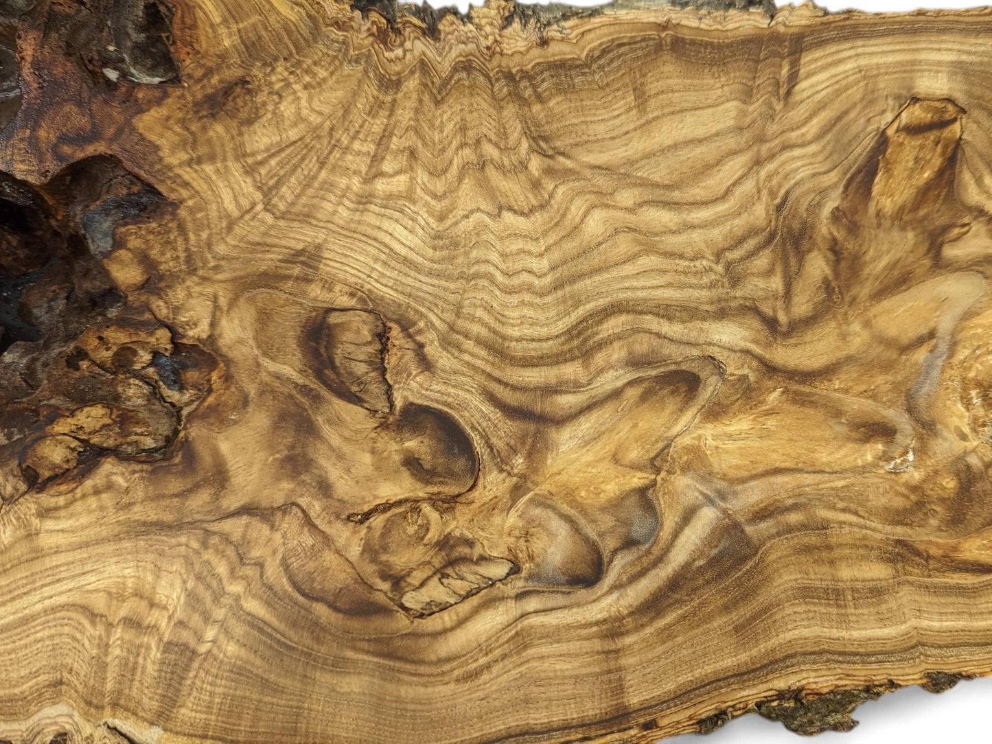 Uneven Japanese Pagoda root slice, displaying swirling light and dark brown grain, a bark edge, and natural voids.