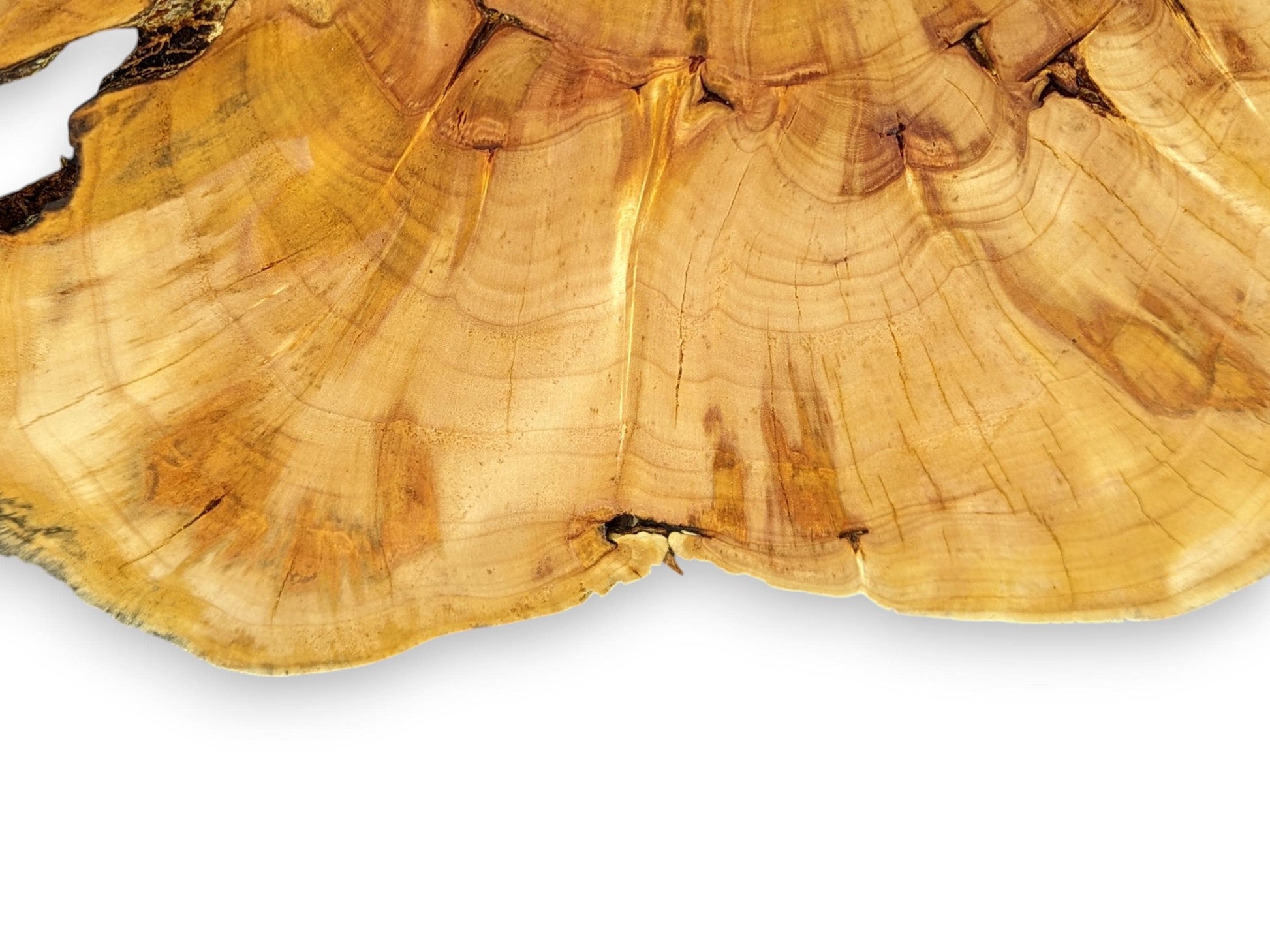 Visible light golden-brown weeping willow root slice displaying growth rings, natural cracks, and a dark live edge.