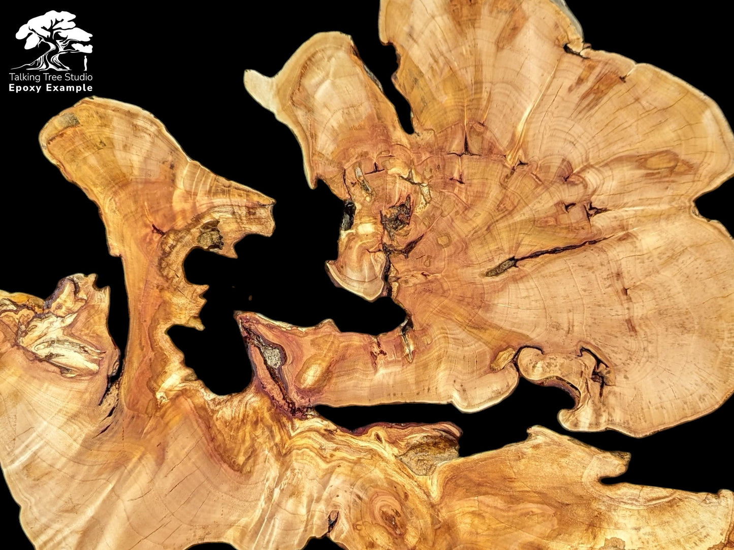 Light golden-brown weeping willow root slice displays intricate grain, natural cracks, and dark live edges.