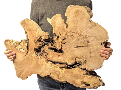 Irregular light brown weeping willow root slice held by a person, showing dark voids and natural grain.