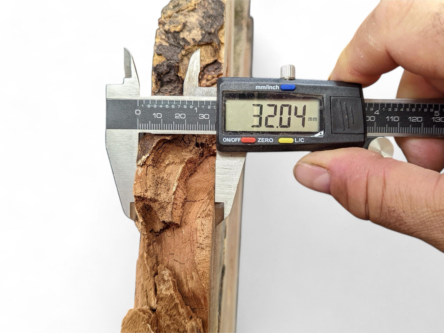 A hand uses a digital caliper to measure a rough-edged honey locust root slice at 32.04 mm.
