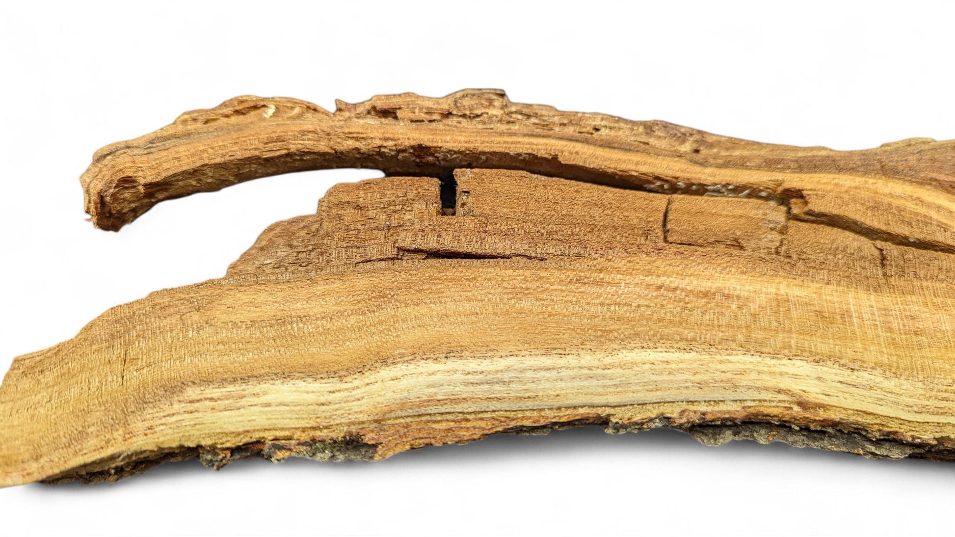 Irregular live edge honey locust root slice displays golden-brown wood grain, rough texture, and natural crevices.