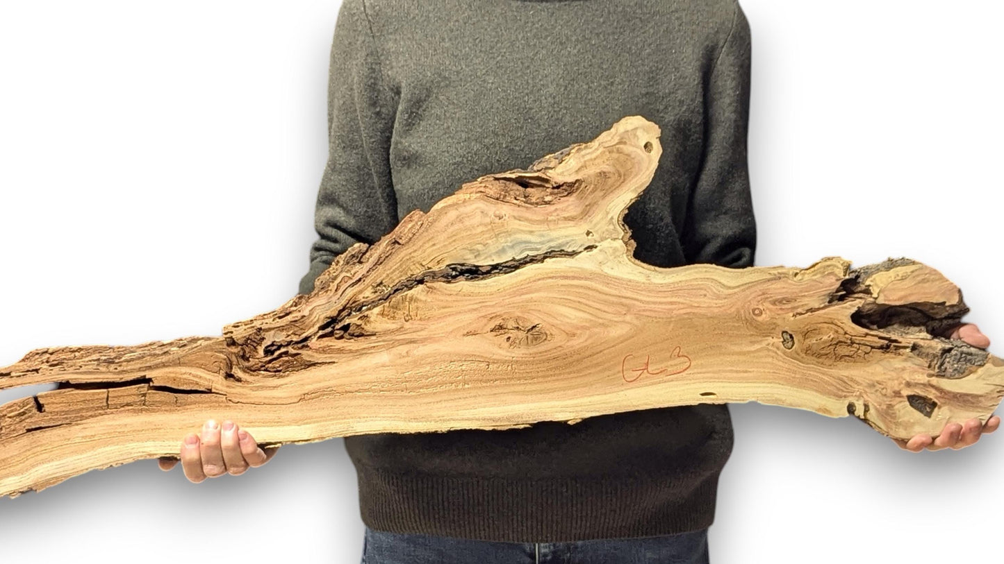 Person holds a long, irregular live edge honey locust wood slab, showing natural grain patterns and dark crevices.