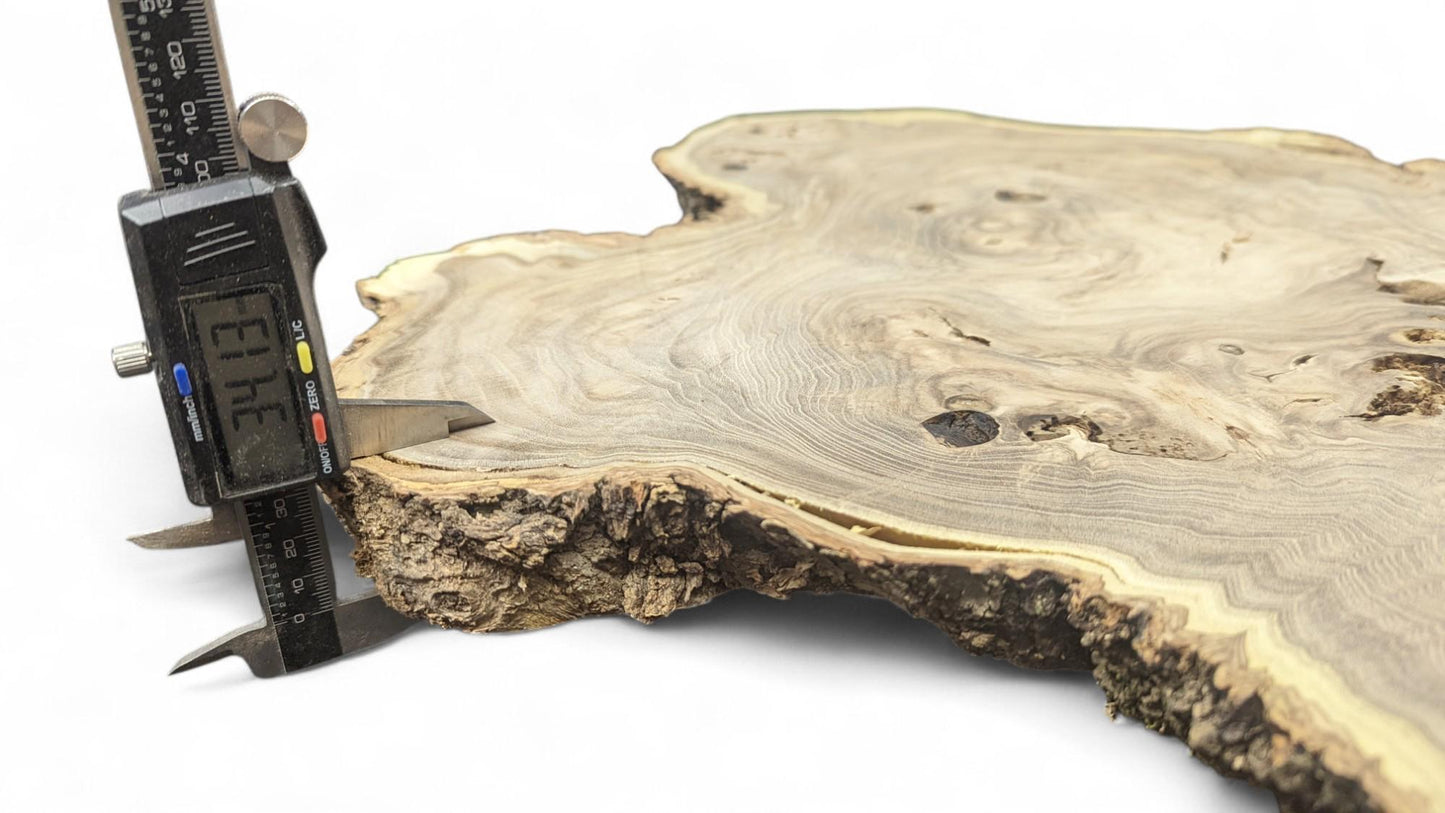 Digital caliper measures an irregular, light brown Japanese Pagoda root slice, showing swirling grain, bark, and 34.13mm.