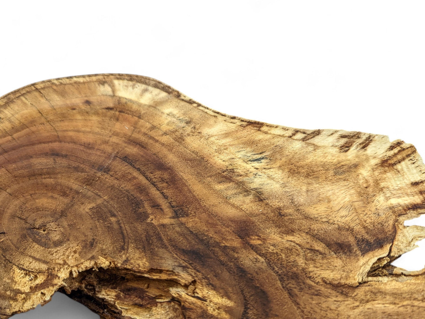 A brown live edge wood root slice showing intricate growth rings and natural, textured surface.