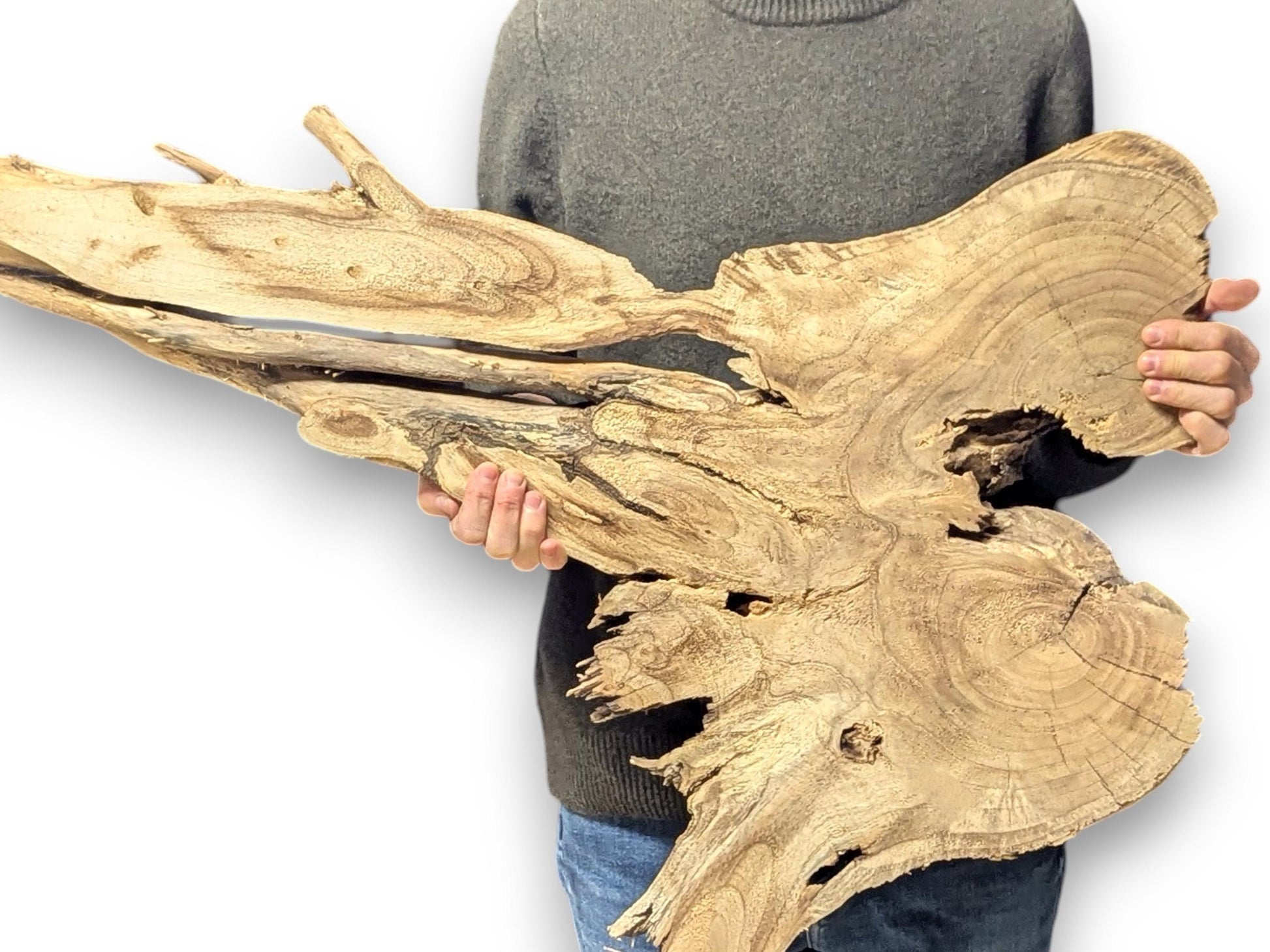 Light brown, organic-shaped wood root slice, held by a person, displays natural live edge and grain.