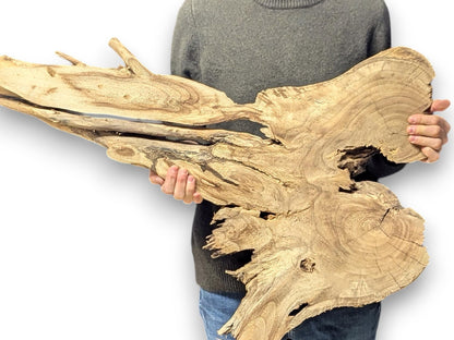 Light brown, organic-shaped wood root slice, held by a person, displays natural live edge and grain.