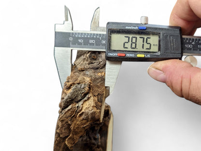 Digital caliper measuring the thickness of a dark brown, rough piece of wood to 28.75 mm.
