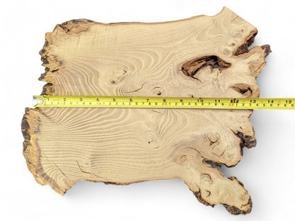 Irregular light brown wood slice showing swirling grain, burls, a void, and a measuring tape.