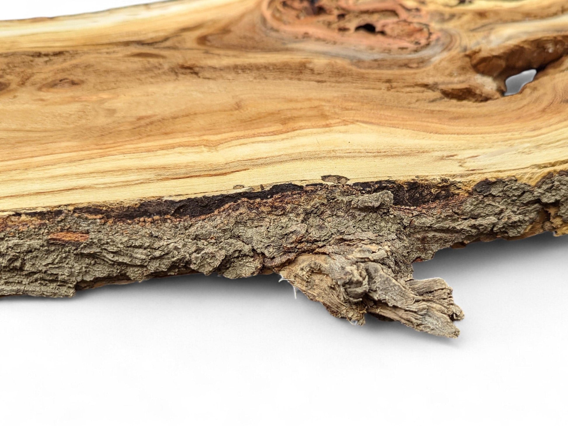 Rough-textured honey locust root slice, light brown, with swirling grain, deep knots, and a dark bark edge.