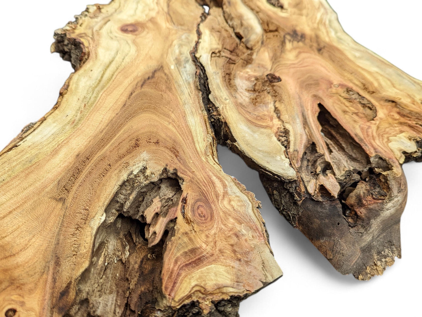 Irregular honey locust wood slice showing light brown swirling grain, natural holes, and dark live edges.