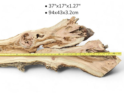Pale honey locust root slice with swirling grain, knots, holes, a measuring tape, and visible dimensions.