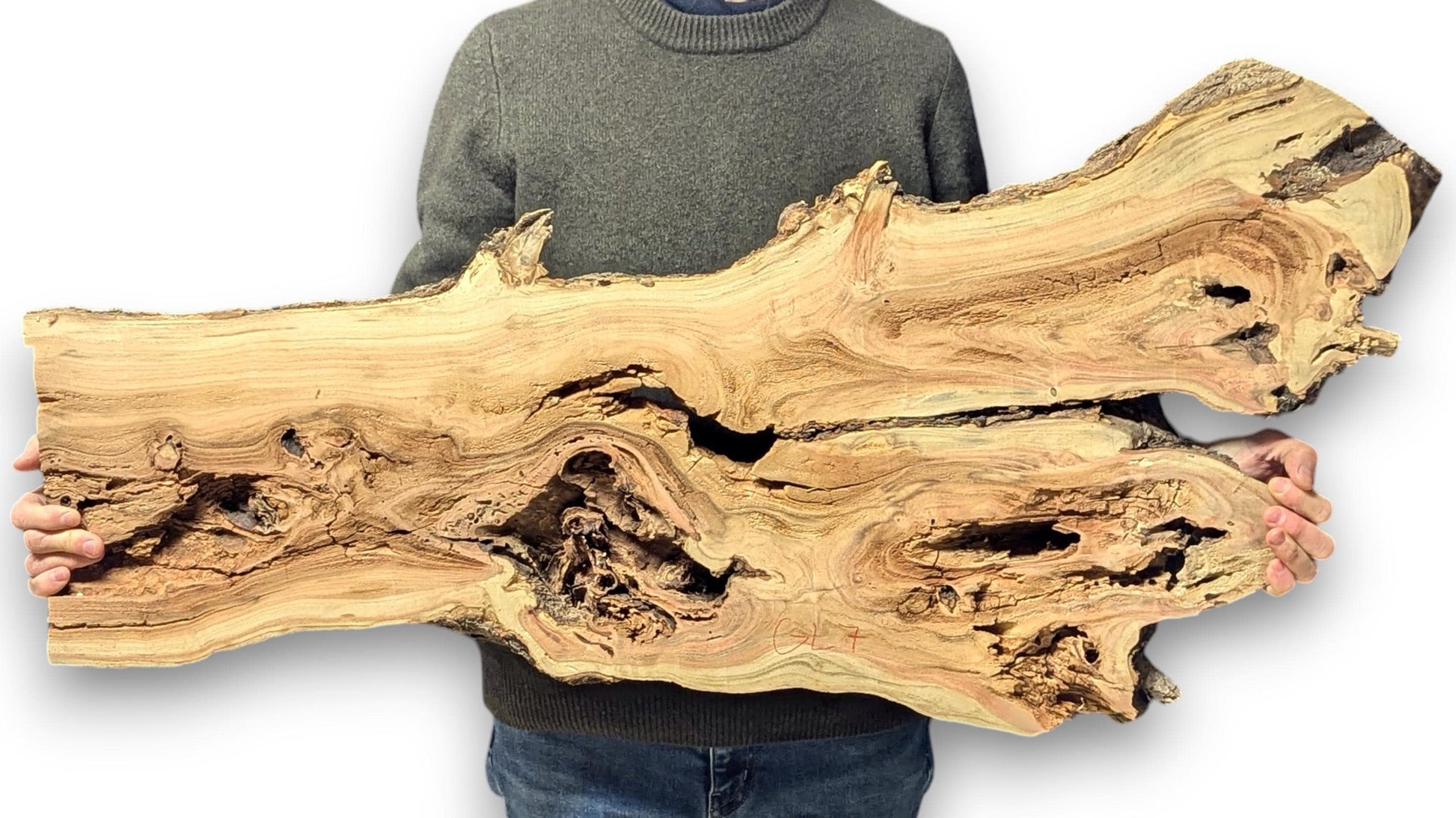 Light-colored, gnarled honey locust wood slab, held by a person, shows distinct swirling grain and holes.