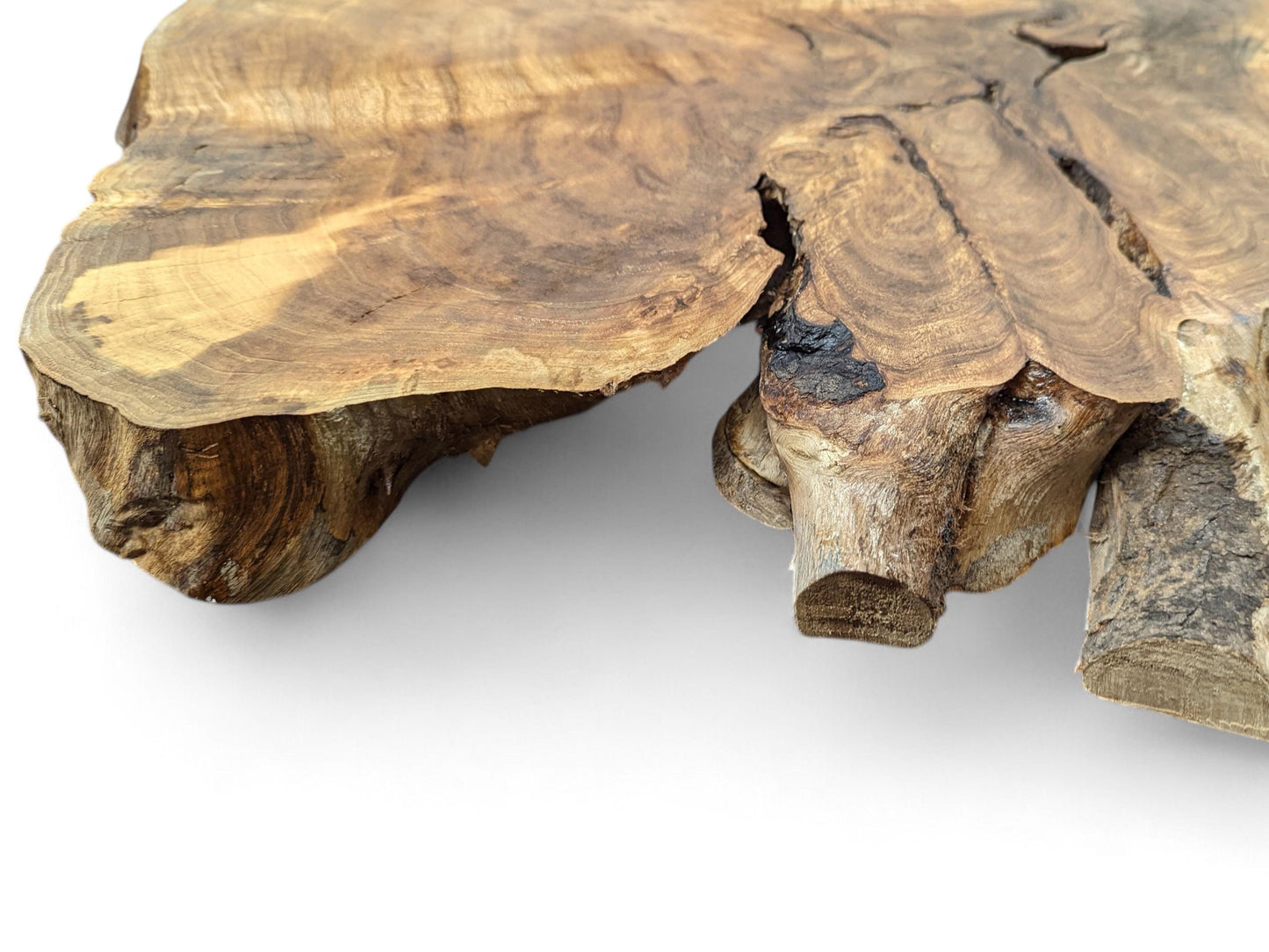 Close-up of an irregular, light and dark brown English Walnut root slice with prominent grain and rugged edges.