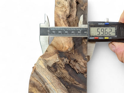 Digital caliper displays 59.62 mm width of a naturally shaped English walnut root slice.