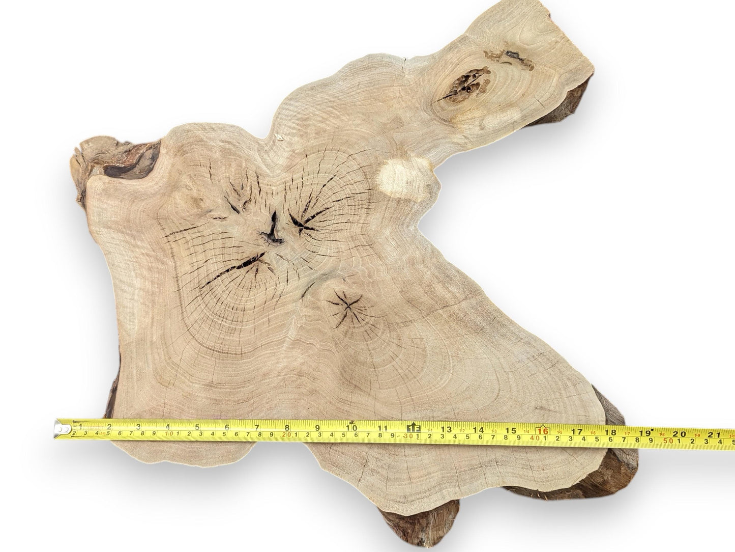 Light-colored, irregularly shaped English walnut root slice with a live edge and yellow tape measuring 18 inches.