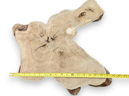 Light-colored, irregularly shaped English walnut root slice with a live edge and yellow tape measuring 18 inches.