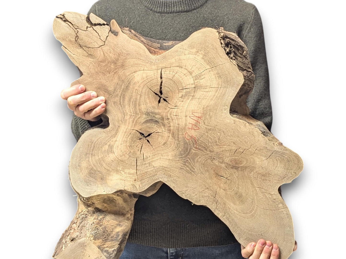 A person holds a large, irregular English walnut root slice, displaying prominent grain, natural cracks, and red text.
