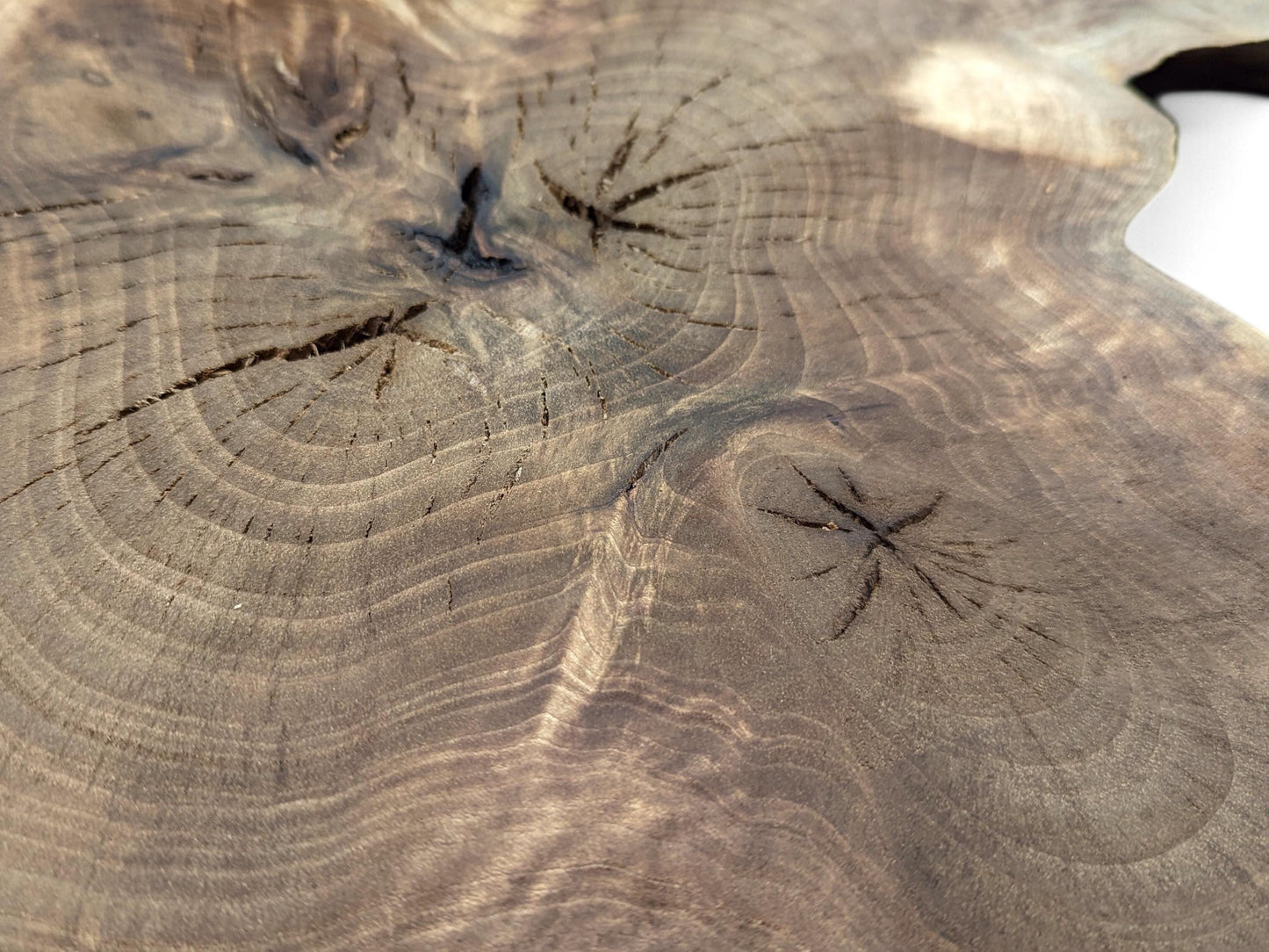 Close-up: Polished dark brown English walnut root slice, showing prominent annual rings, knots, and fine cracks.