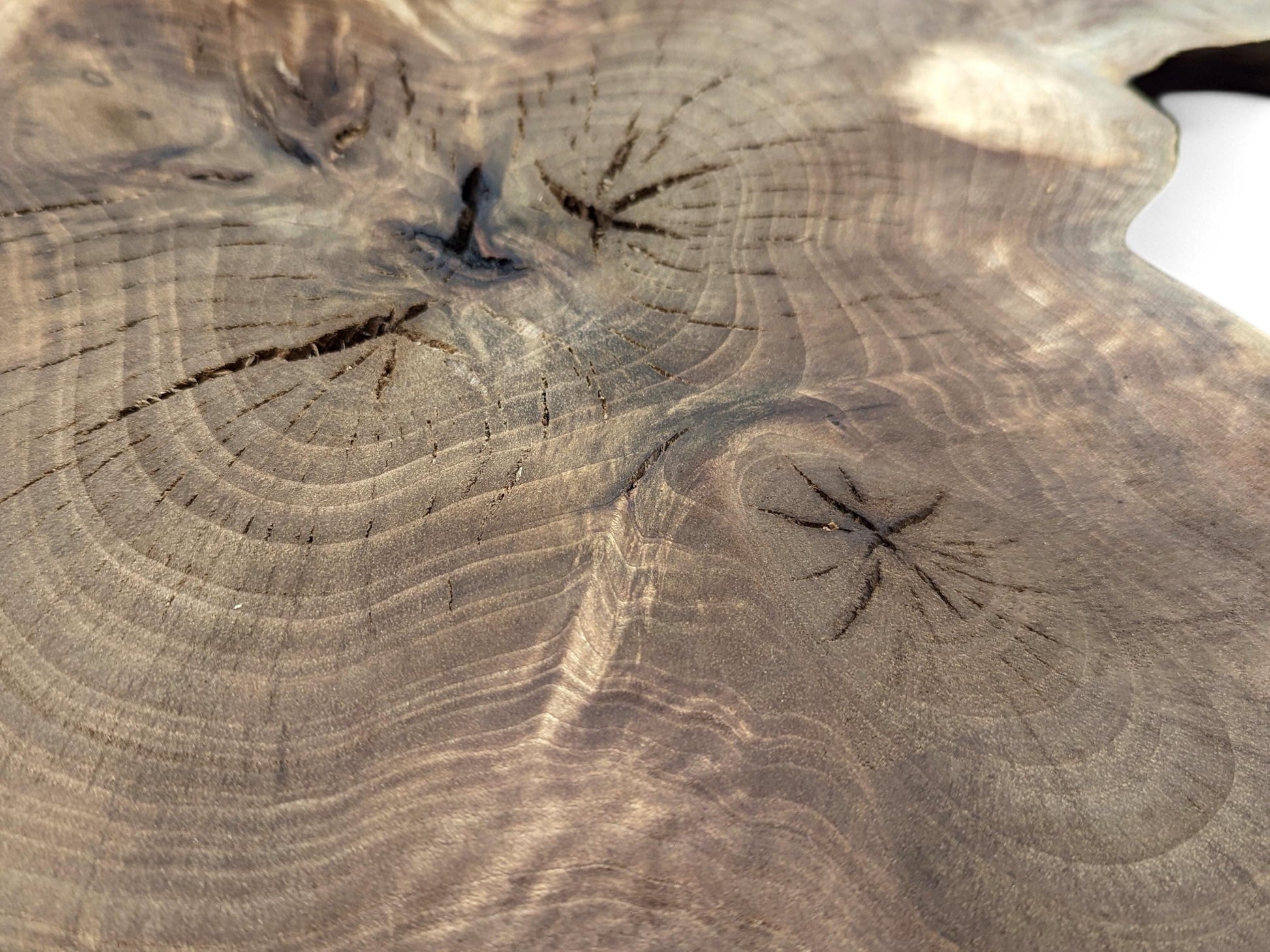 Close-up: Polished dark brown English walnut root slice, showing prominent annual rings, knots, and fine cracks.