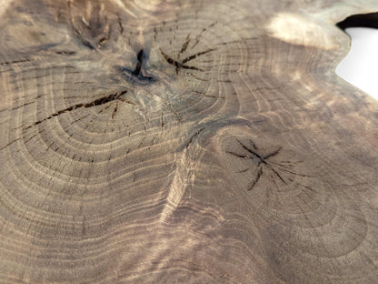 Close-up: Polished dark brown English walnut root slice, showing prominent annual rings, knots, and fine cracks.
