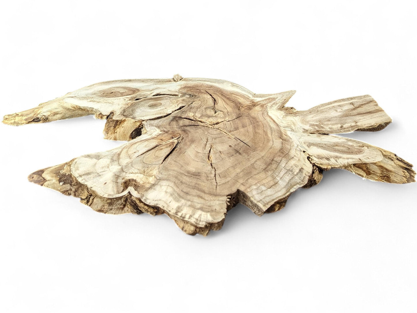 A light brown, irregular wood root slice, showcasing intricate growth rings and natural, rough edges.