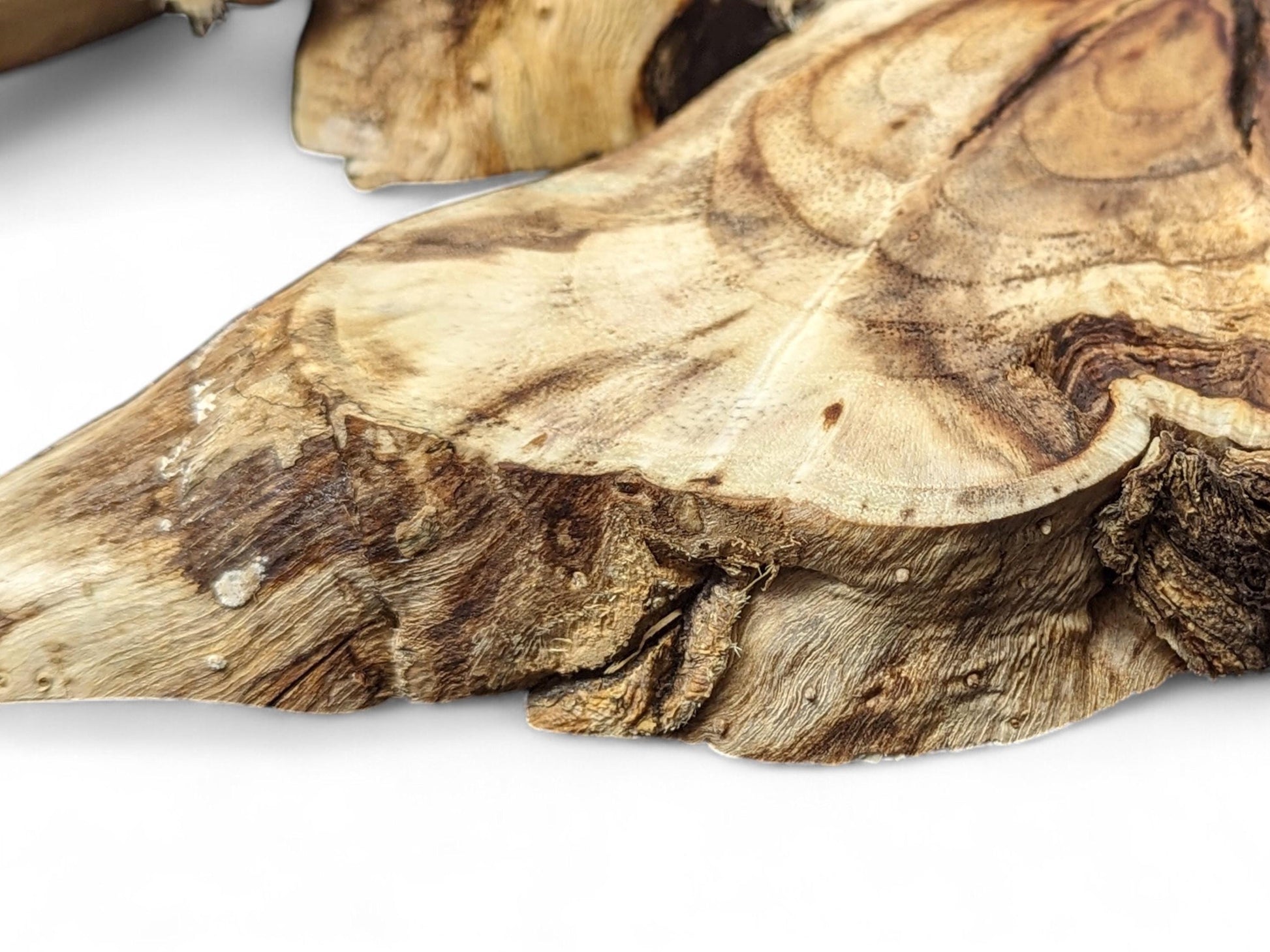 A natural light brown wood root slice, displaying dark swirling grain and rugged, textured edges.