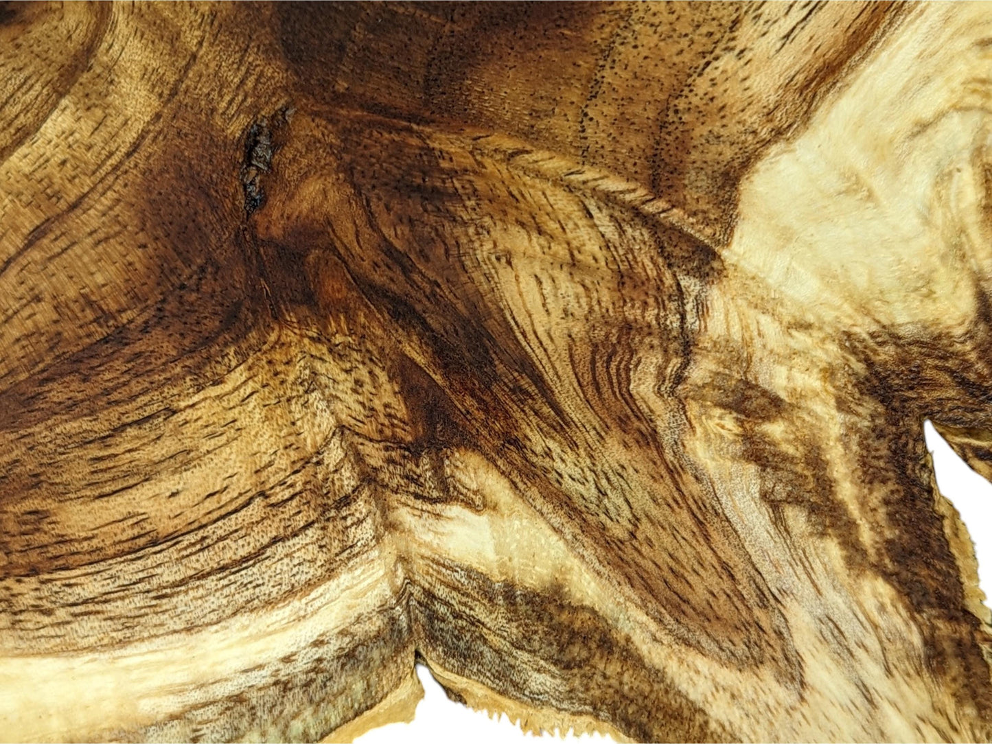 Macro shot of an irregular wood slice displaying light and dark brown swirling grain and rough, textured edges.