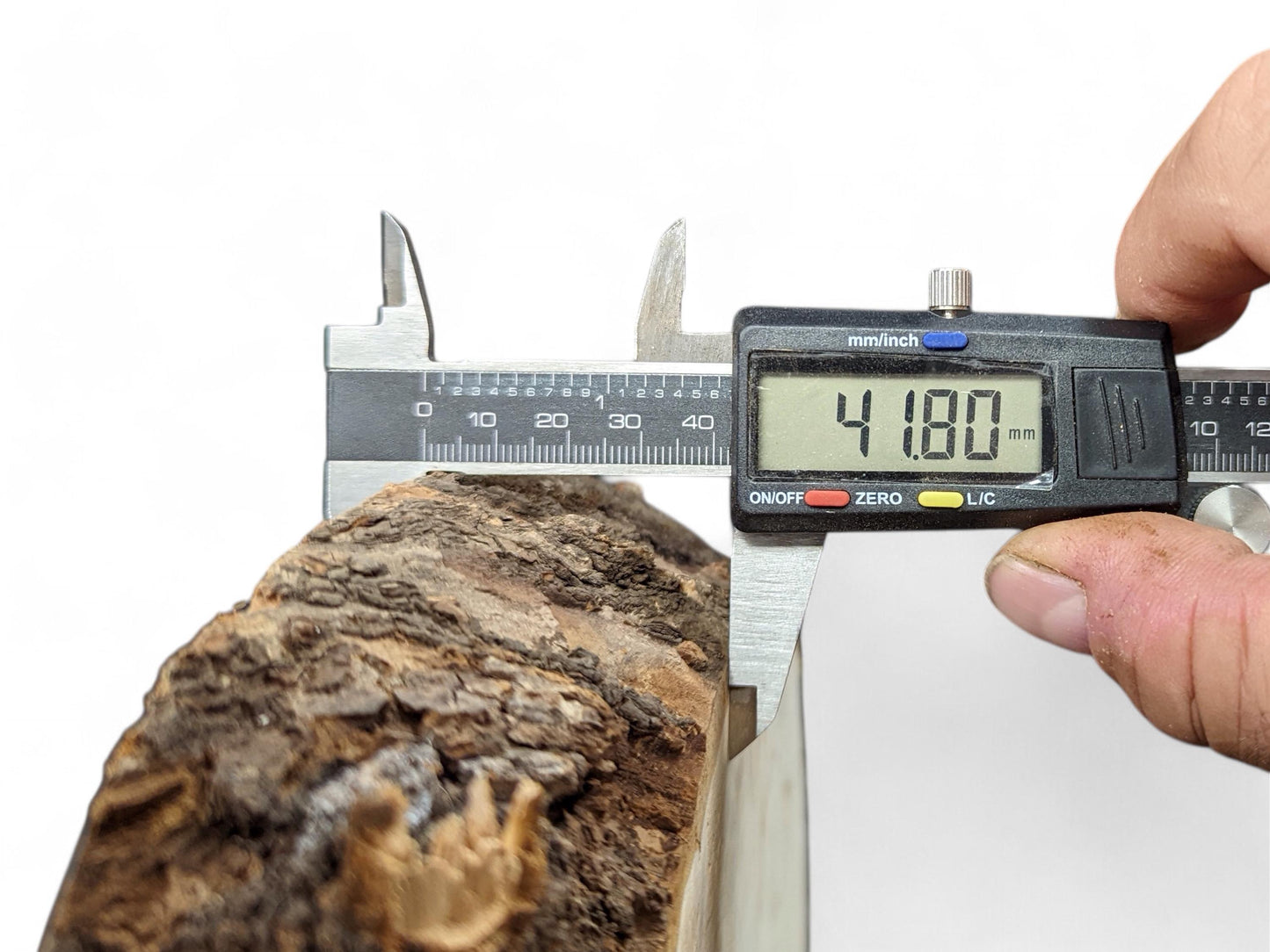 A hand holds a digital caliper measuring a rough linden root wood slice at 41.80 mm thick.