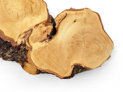 Light brown linden root wood slice with multiple irregular sections, prominent grain, and dark rough bark.